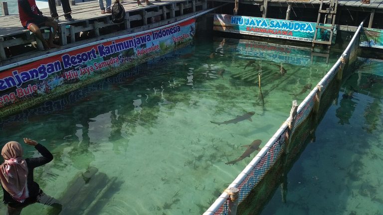 Menjangan Besar Island shark sanctuary in Karimunjawa National Park