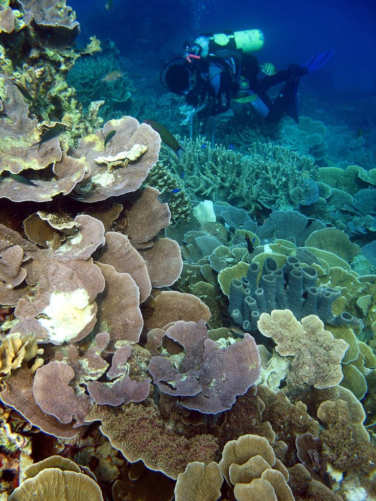 Star Coral (Karang Bintang) Spot